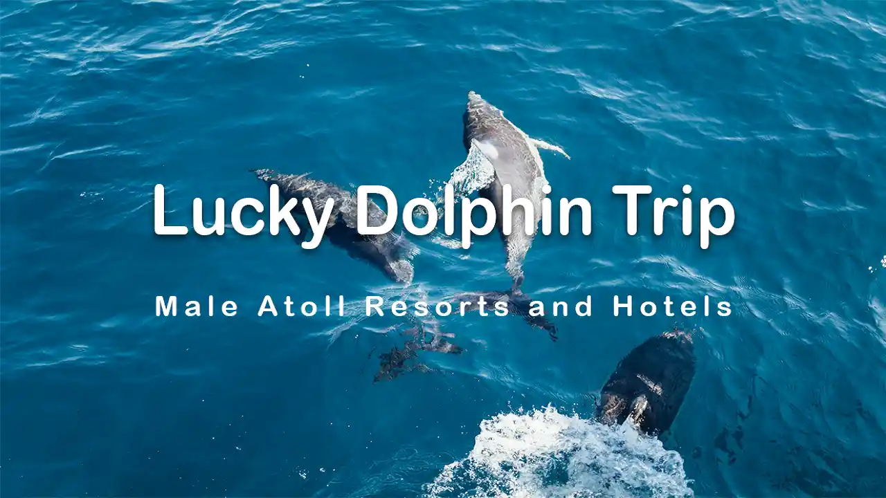 dolphin trip