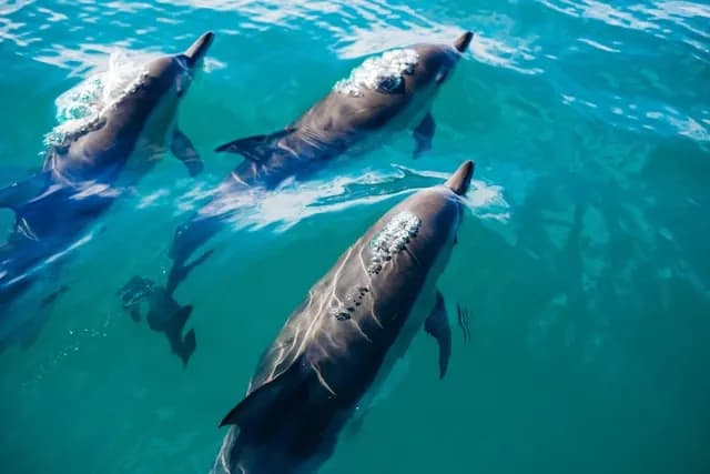 maldives dolphin excursion