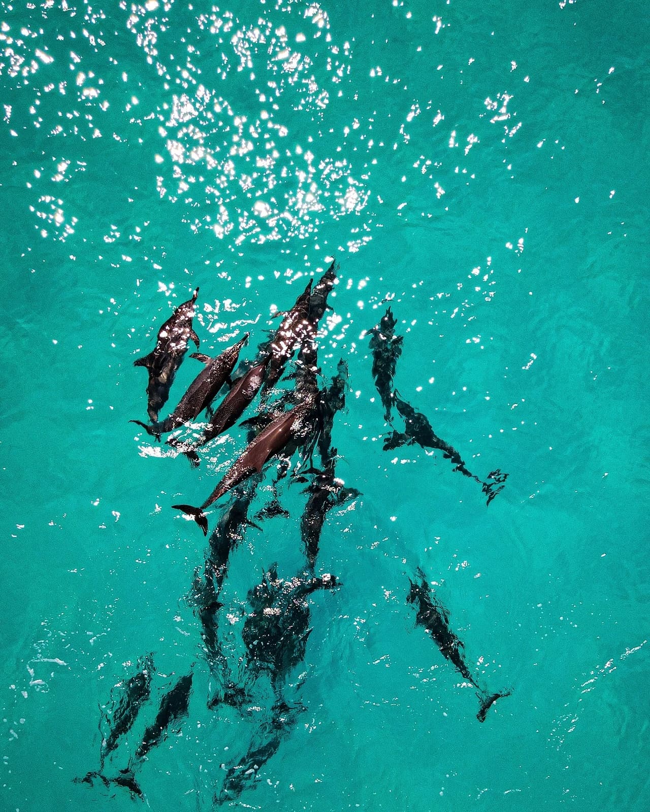 maldives dolphin trip
