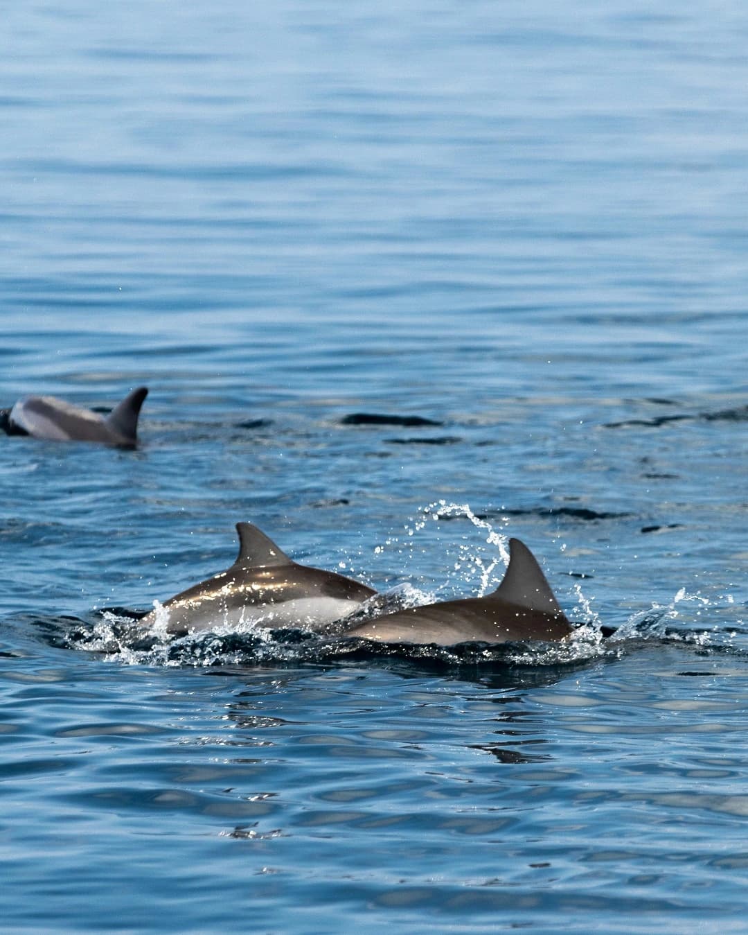 Maldives Lucky Dolphin Trip