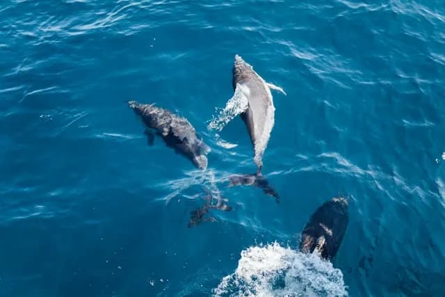male atoll dolphin trip