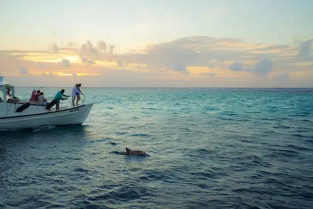 Dolphin Watching in maldives