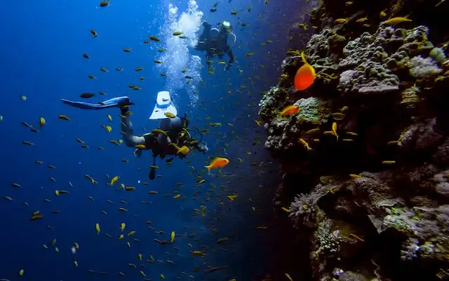 Full day dive trip Maldives