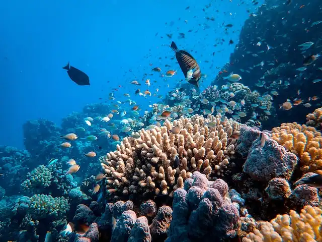 Maldives dive site