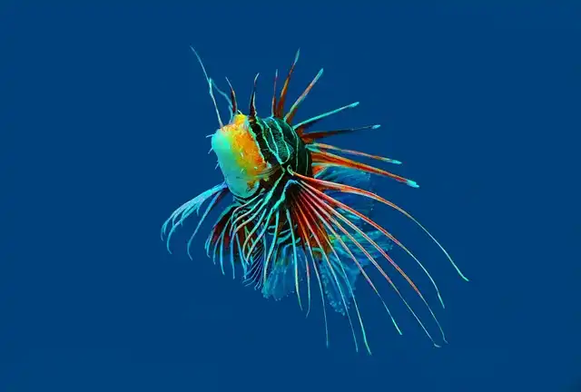 maldives dive spots