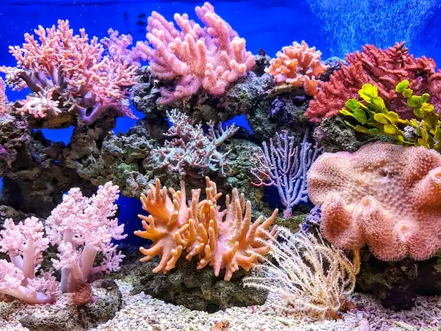 corals in maldives