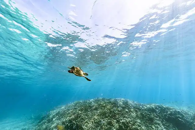 Hawksbill and Green turtle in maldives