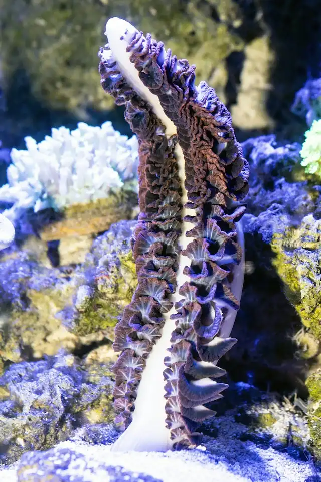 Mariculture maldives
