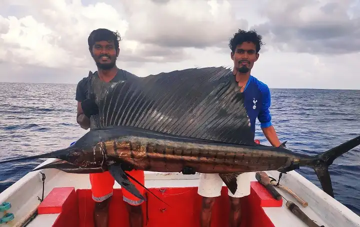 Merlin Fish in Maldives