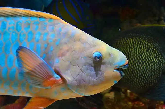Parrot fish in maldives