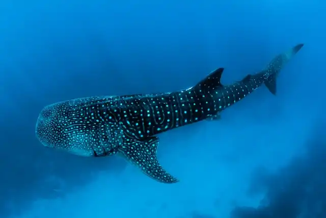 Whale Shark in the Maldives