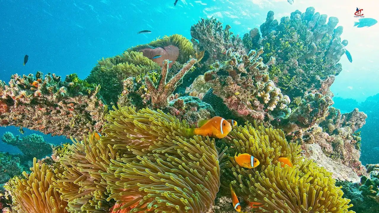 Amari Havodda Maldives snorkeling