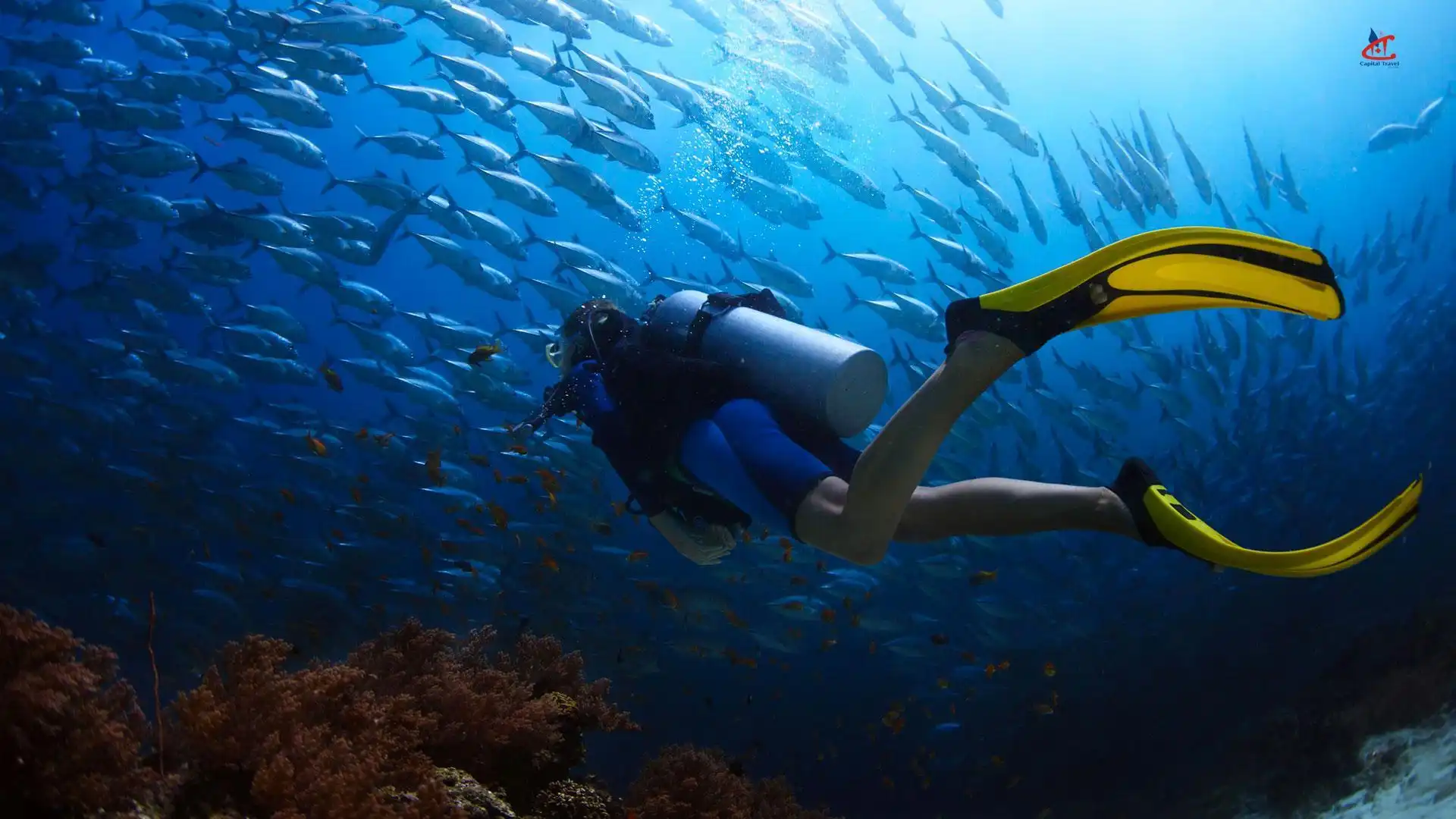 Furaveri Maldives Diving