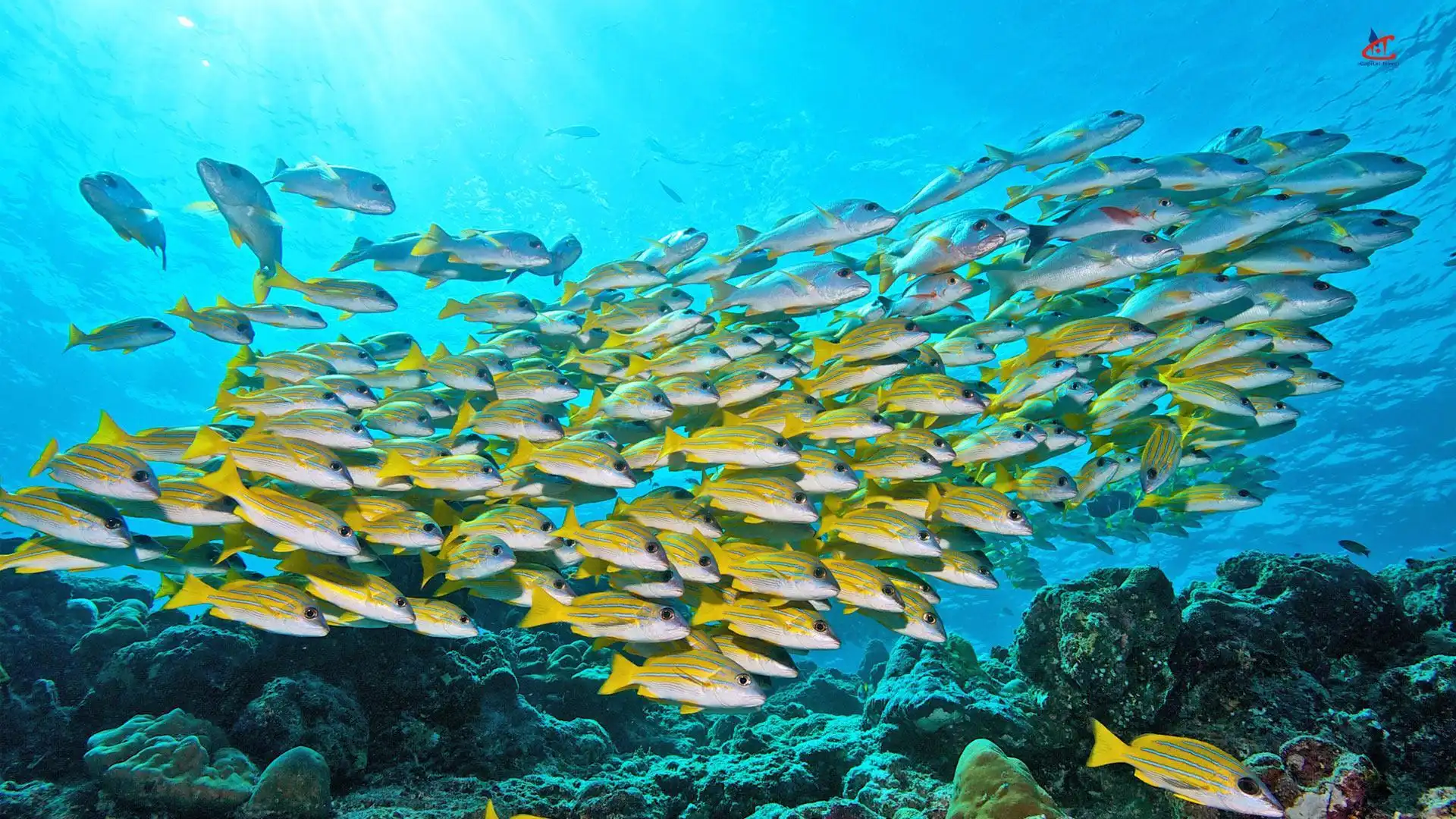 Innahura Maldives Resort Diving