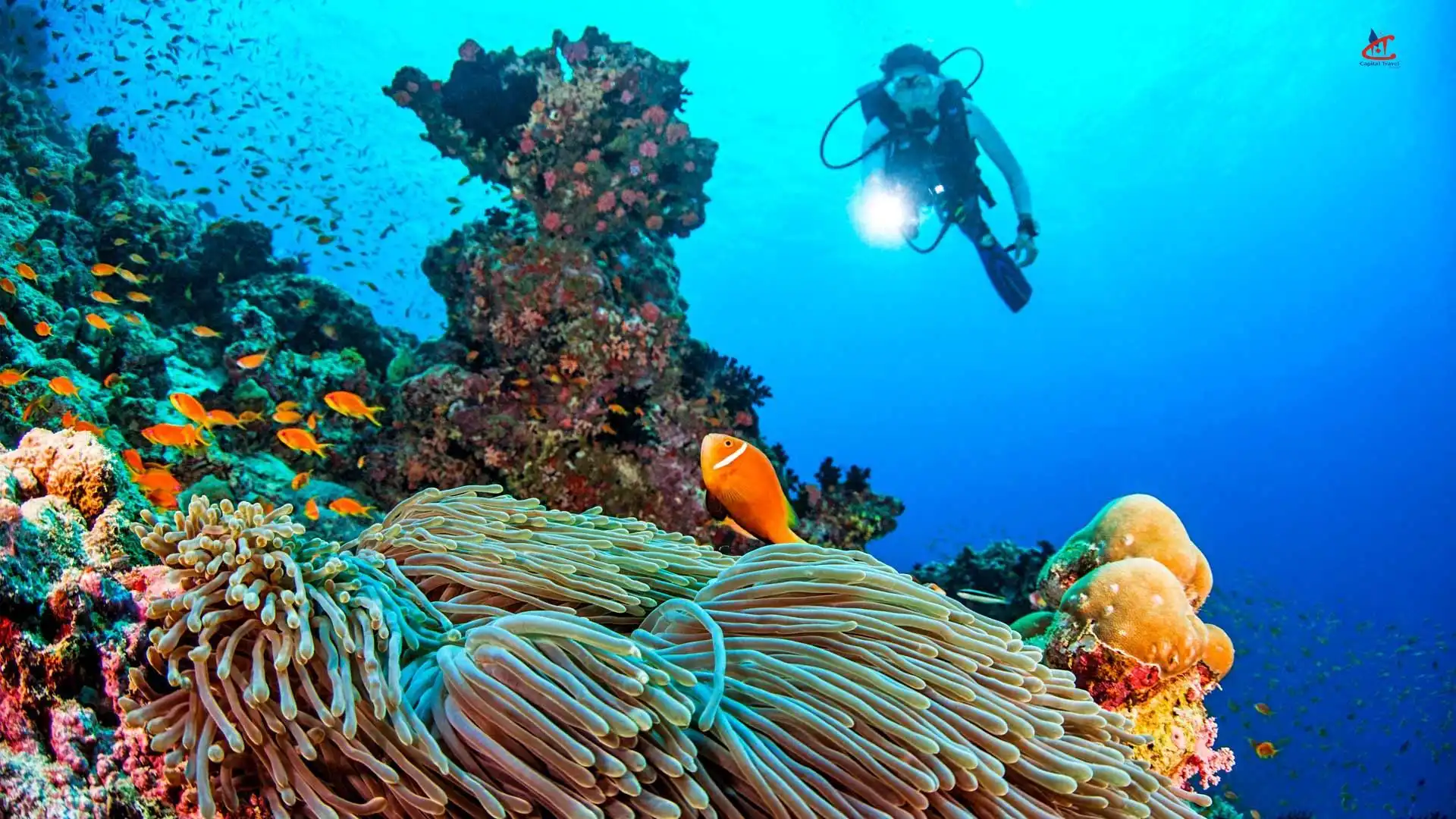 Dusit Thani Maldives Island Resort Diving