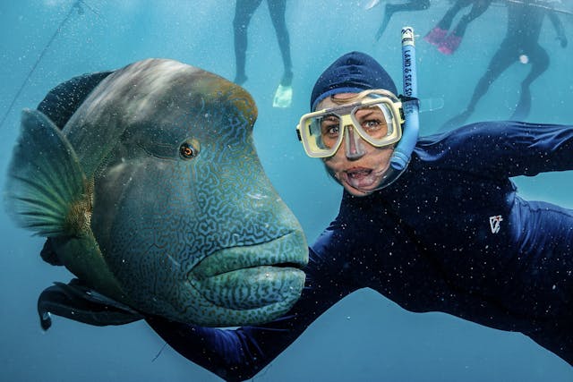 Napoleon Wrasse