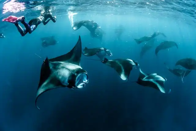 Baa Atoll Diving
