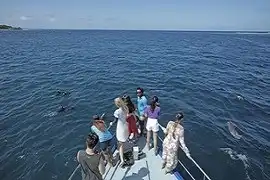 dolphin excursions