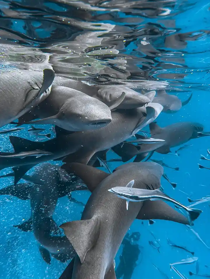 Maldives reef sharks Reef sharks in Maldives