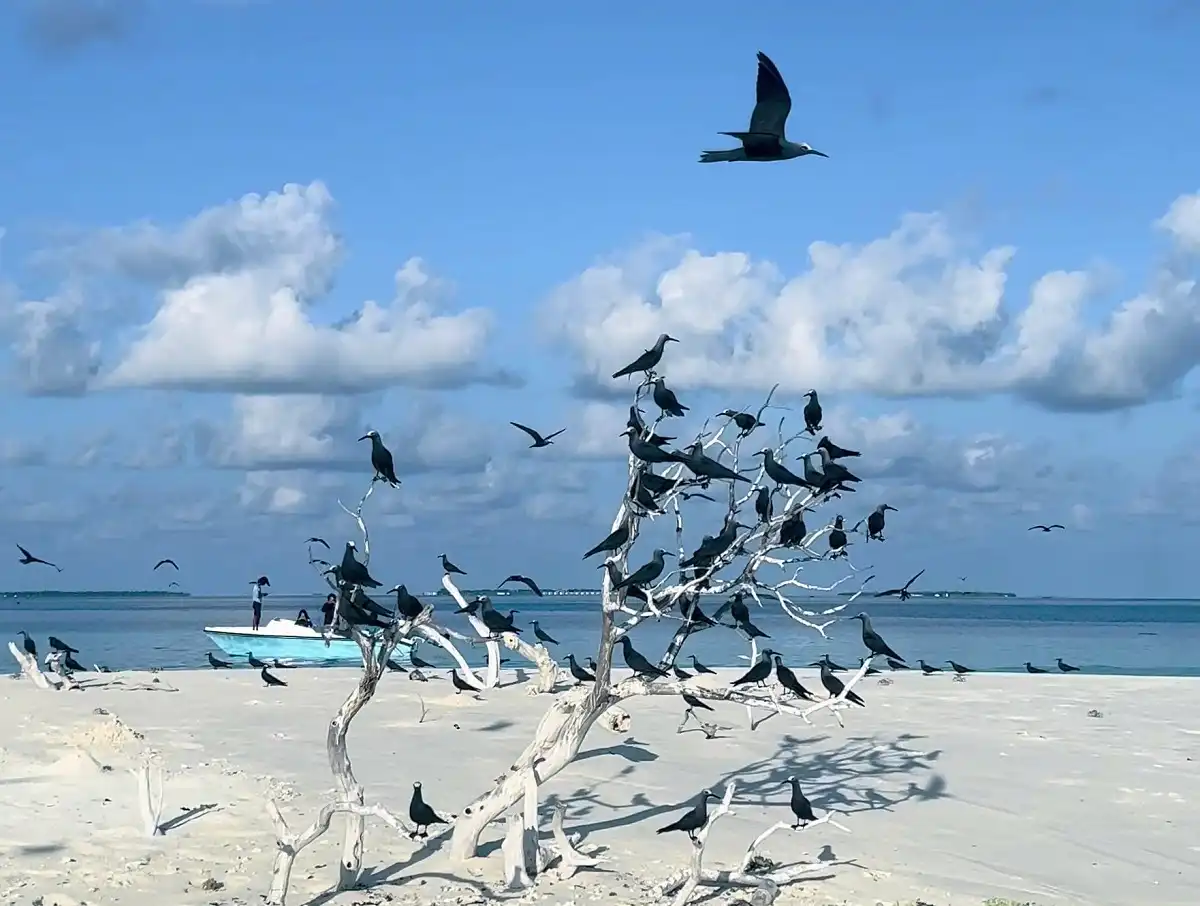 maldives-sandbank-trip