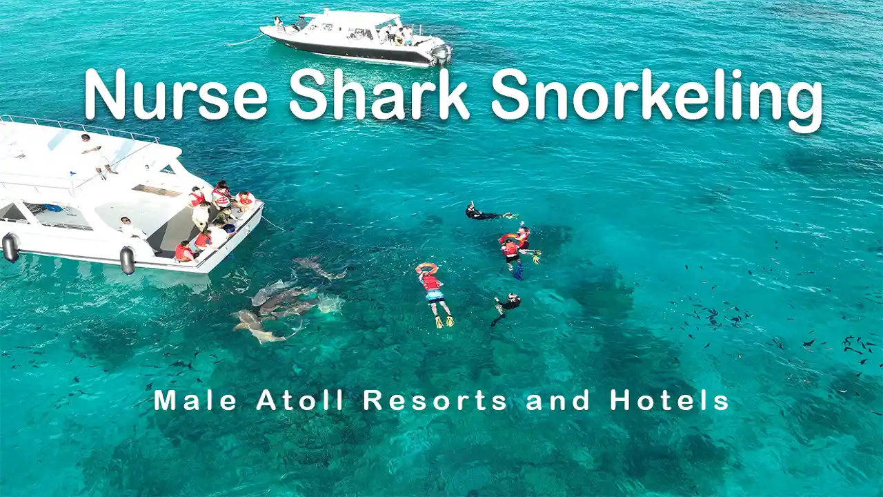nurse-shark-snorkeling-male-atoll