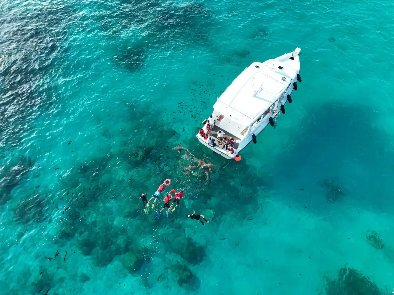 nurse-shark-snorkeling