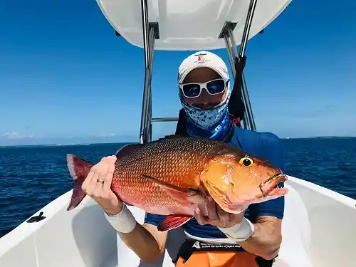 Maldives red snapper