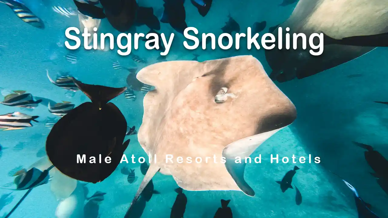 Stingray-snorkeling-male-atoll