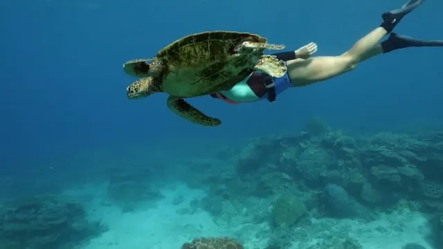 male-atoll-turtle-snorkeling