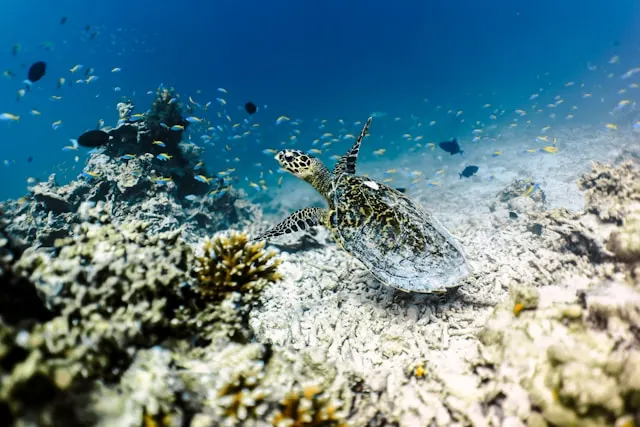snorkeling-activities-in-maldives
