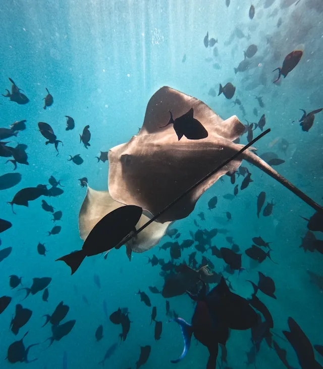 stingray-snorkeling-maldives