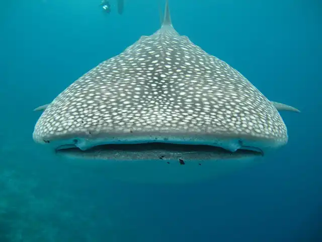 Swim with Whale Sharks