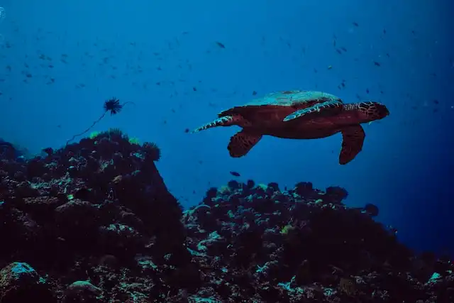 Labyrinth Dive Site
