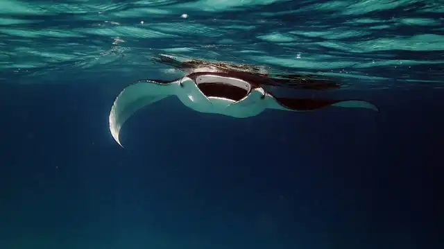 Manta Ray Social Interaction