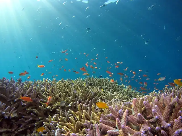 Participate in Coral Reef Conservation