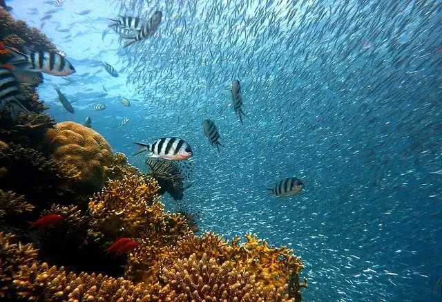 Maldives Dive Spots