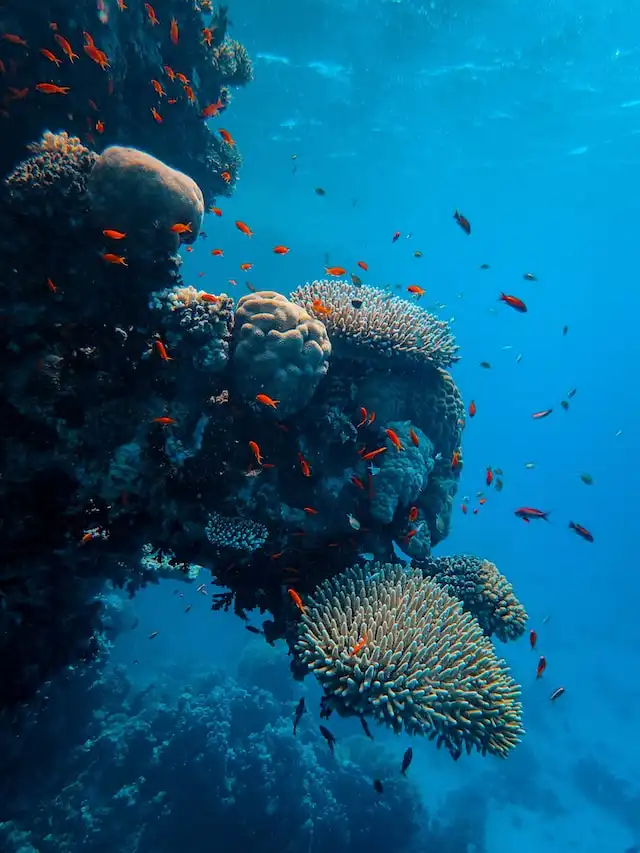 Dhaalu Atoll marine life