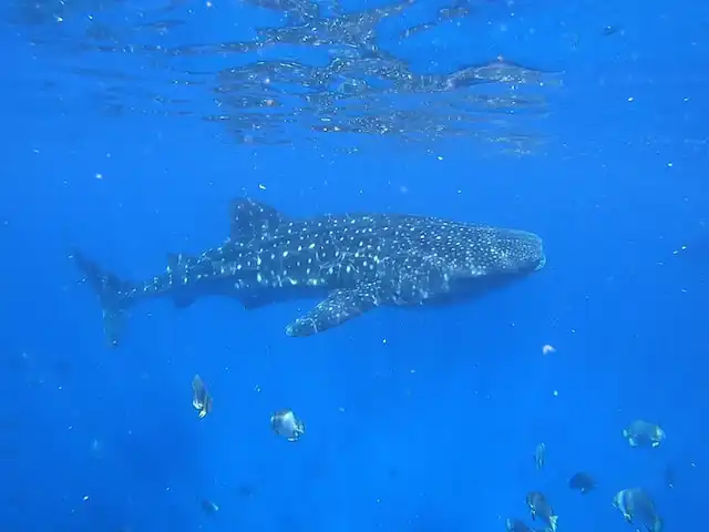 Whale Shark Point Ari Atoll