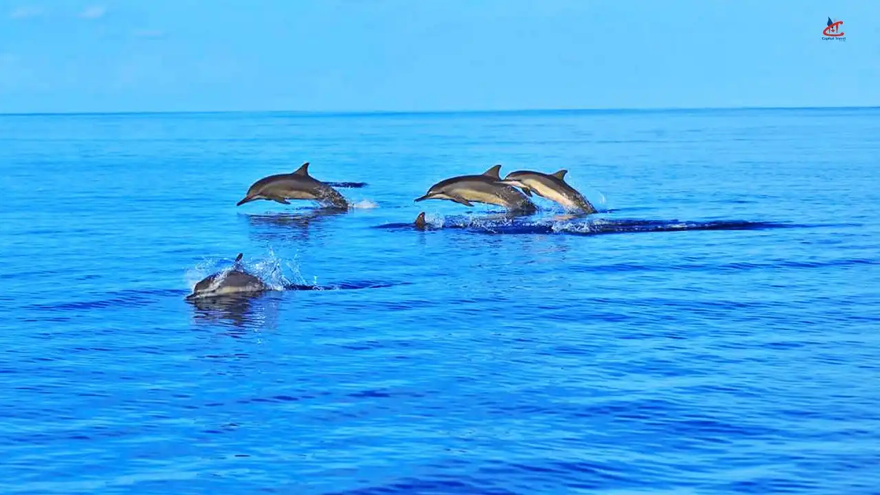 Go Dolphin Watching