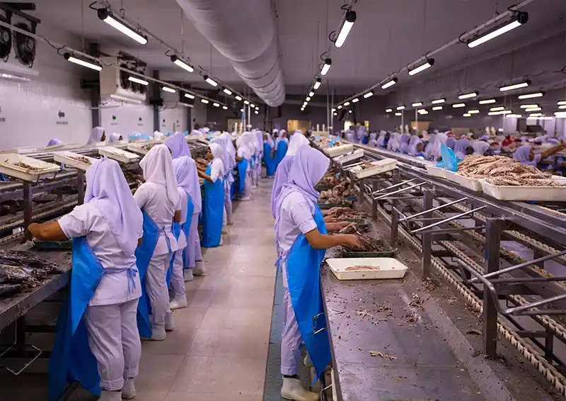 fish factory maldives