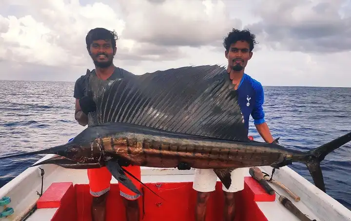 Merlin Fish in maldives 