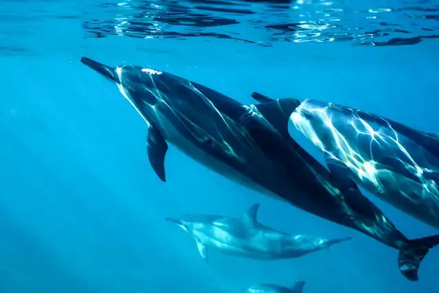 dolphin in maldives