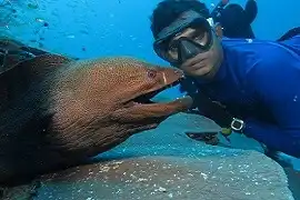 eel fish in maldives
