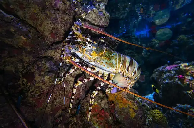 lobster in maldives