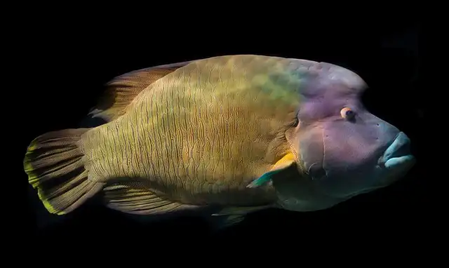 Napoleon Wrasse at Kandooma Thila