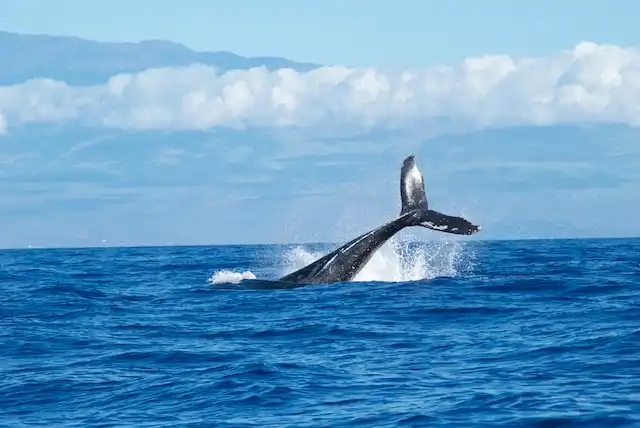 whale in maldives