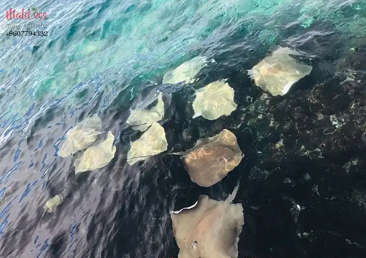 Stingray Feeding